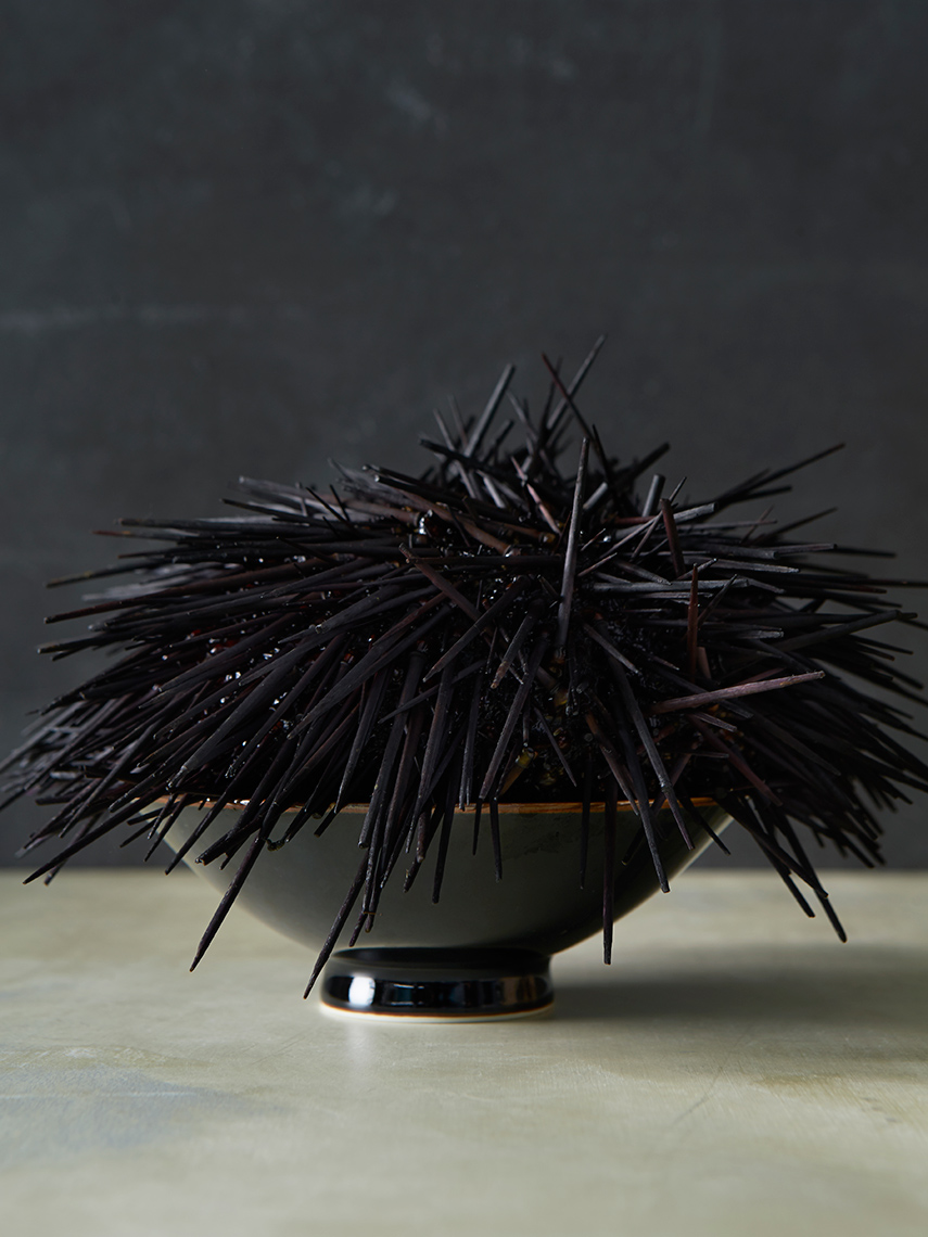 Sea_Urchin_Main_01_final_for_web
